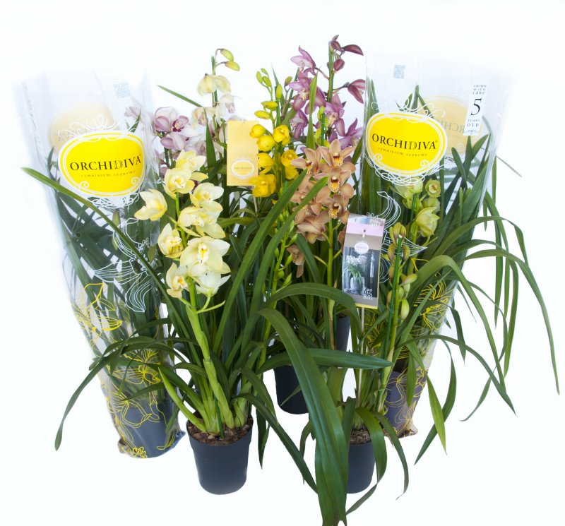HOUSE CYMBIDIUM IN VARIETIES 2 SHOOTS