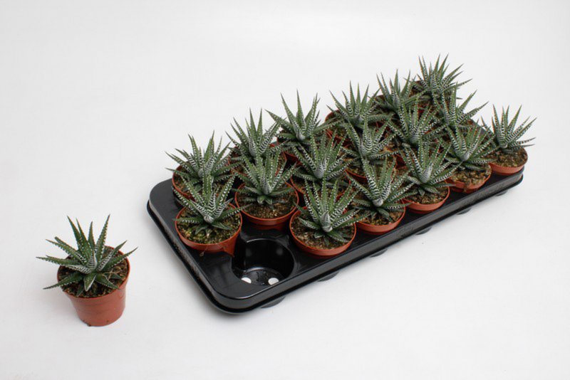 HOUSE Haworthia fasc Big Band - 430367