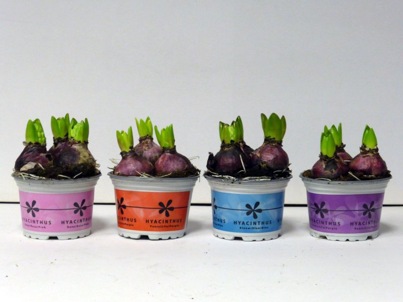 HOUSE HYACINTHUS 3PP IN VARIETIES