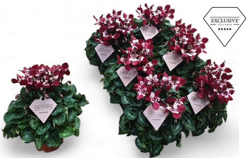 HOUSE Cyclamen SS Djix Wine Red 438839