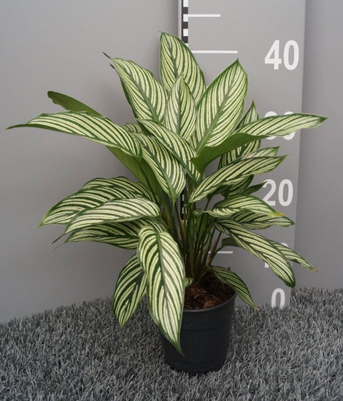 HOUSE Calathea Vitata - 396493