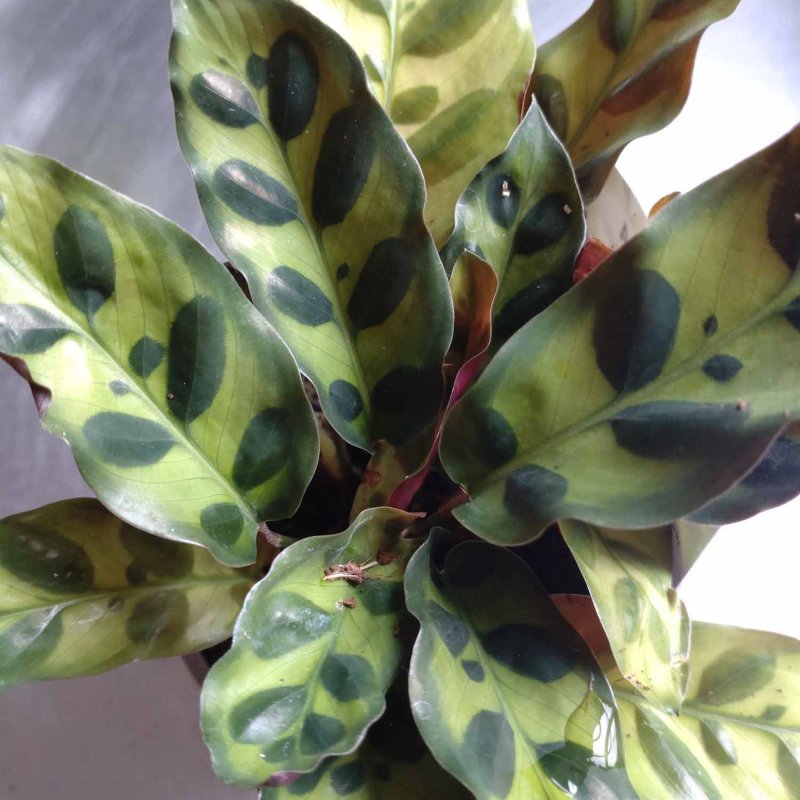 HOUSEPLANTCalatheaInsignis