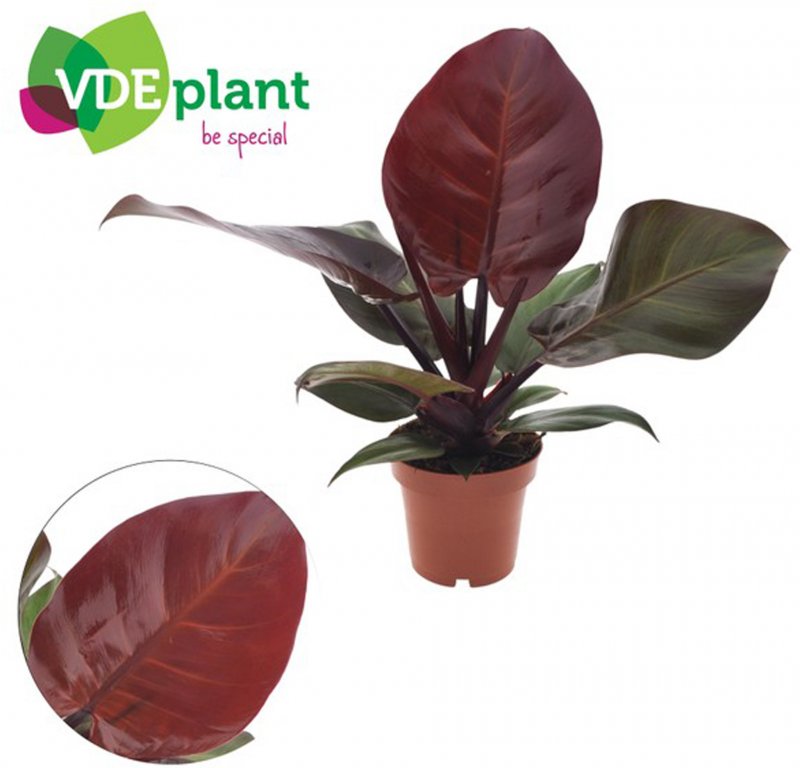 HOUSE Philodendron Sunlight - 441012