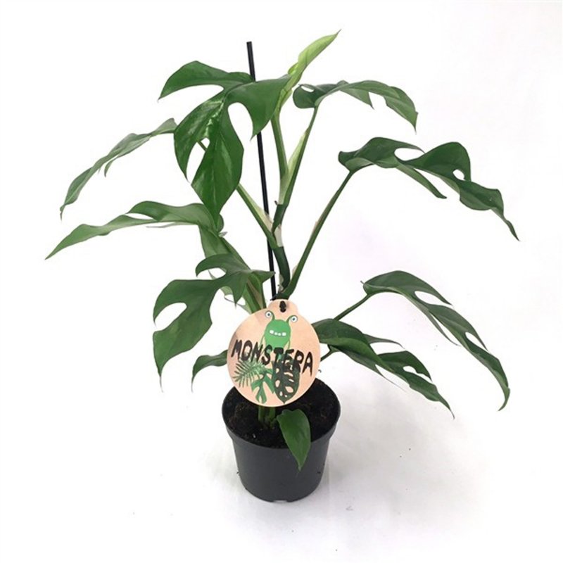 HOUSE_Philo monstera Minima 12cm