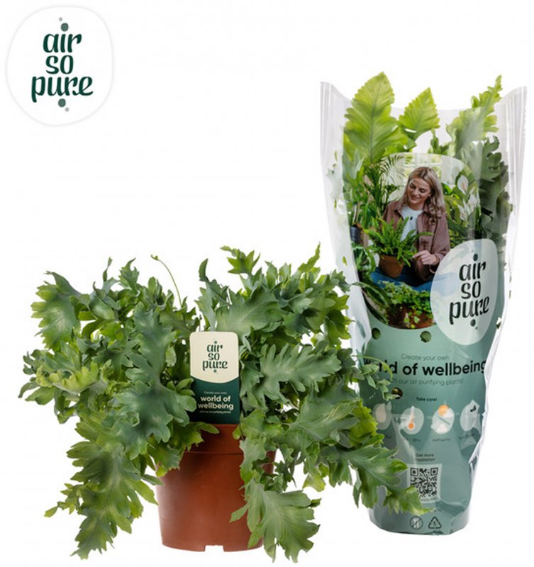 Houseplant-Phlebodium_aureum_Davana_'Air_So_Pure'_12cm-445919