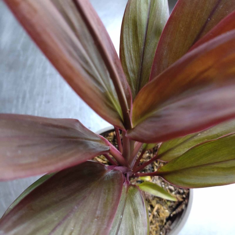 HOUSEPLANTCordylineFruiticosaRumba