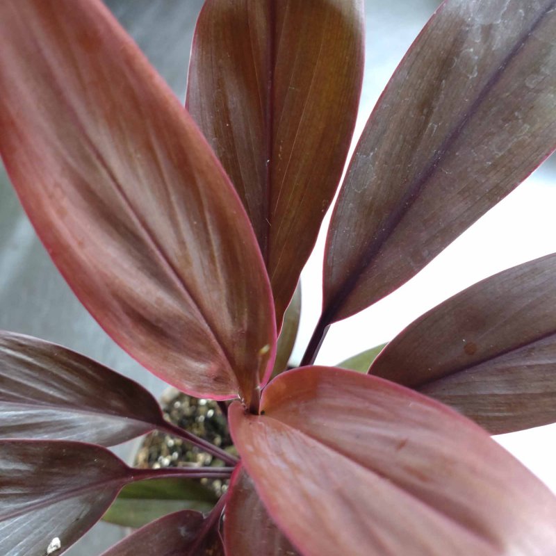 HOUSEPLANTCordylineTango