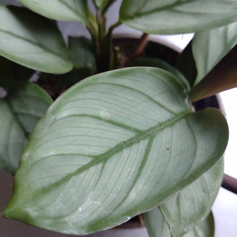 HOUSEPLANTCtenantheSetosa