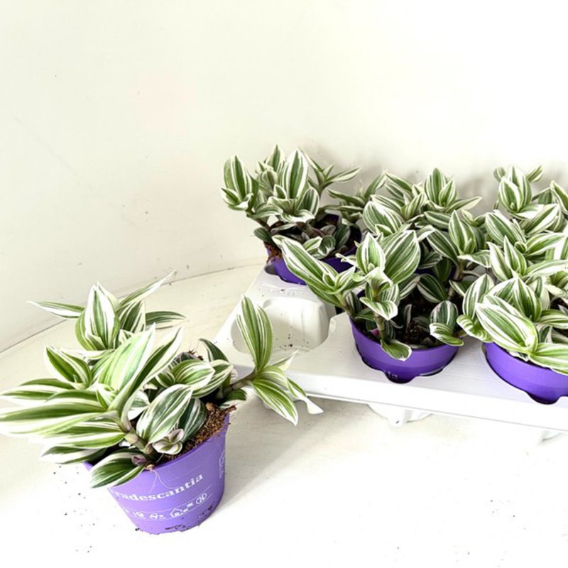 Houseplant-Tradescantia_White_12cm-449101