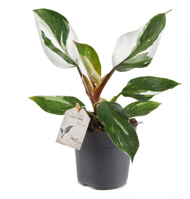 HOUSE Philodendron White Knight - 437152