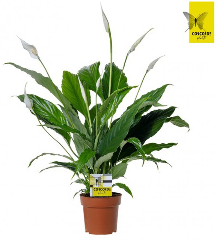 HOUSE Spathiphyllum Sweet Chico 5+ white 444958