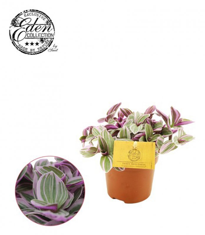 HOUSE Tradescantia Sweetness - 400409
