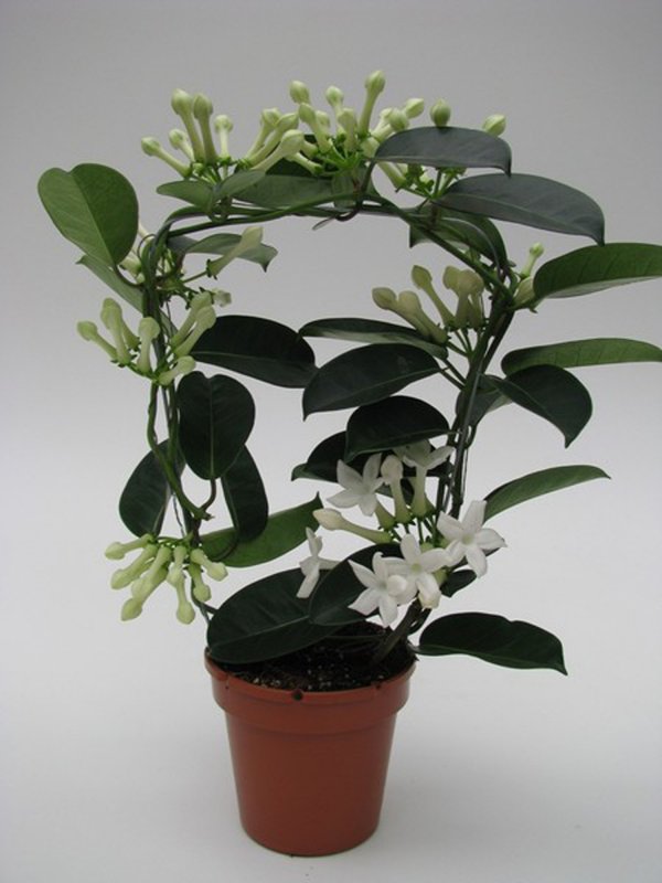 HOUSE Stephanotis Flor 7+ - 5019