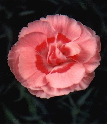 DIANTHUSDORISLARGE