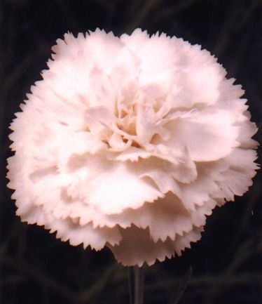 DIANTHUSHAYTORLARGE
