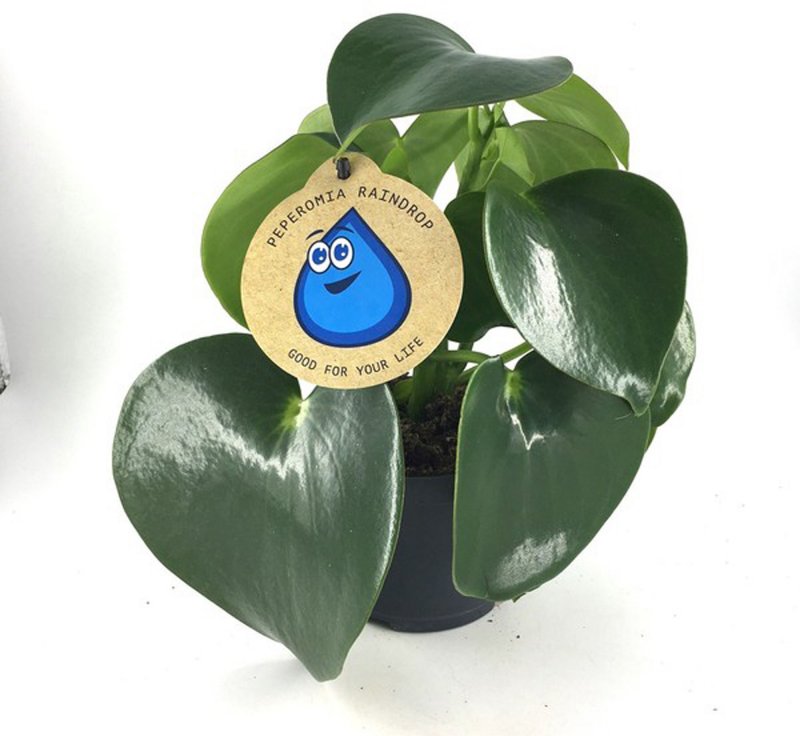 Houseplant-Peperomia_pol_Raindrop_12cm-364518