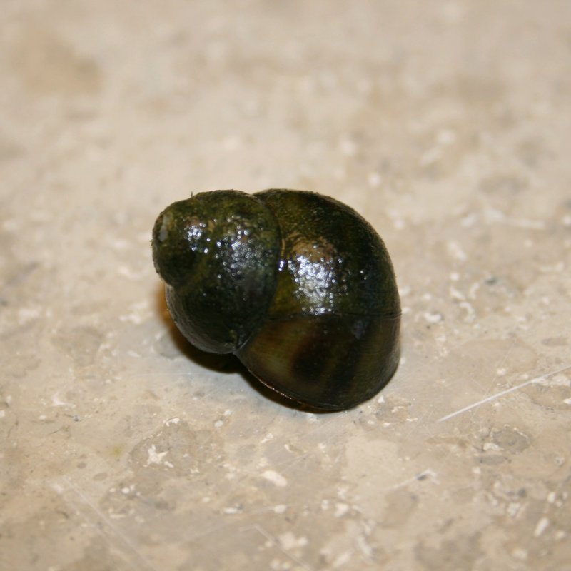 Trapdoor snail