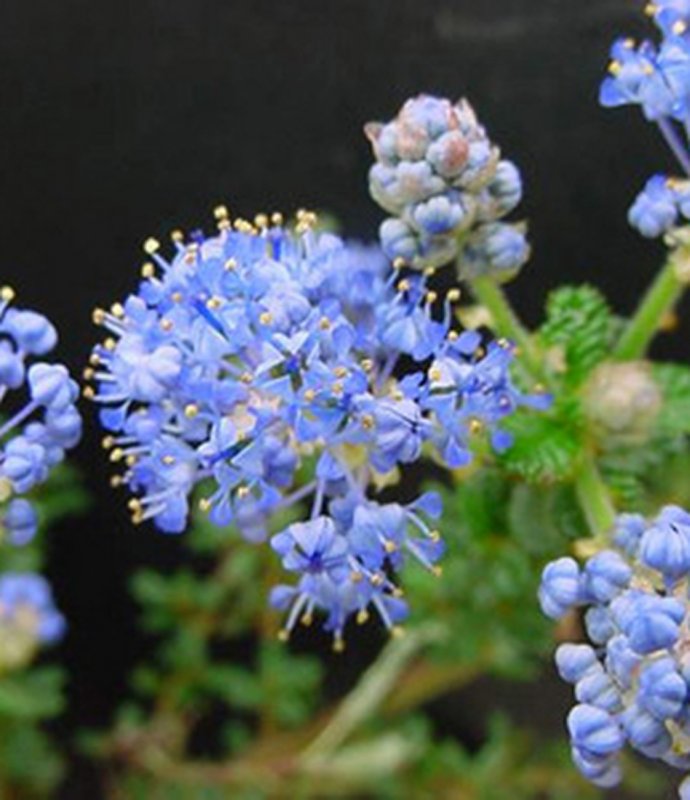 CeanothusPugetBlue