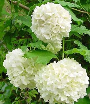 SHRUBVIBURNUMOPULUSSTERILELARGE