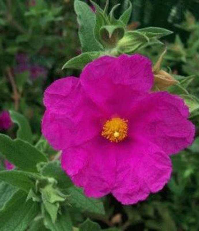 SHRUBCistuspulvSunset