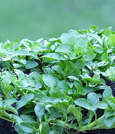HERBPENNYROYALCREEPINGLARGE