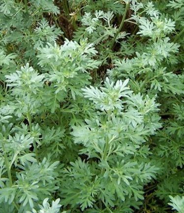 HERBWORMWOODLARGE