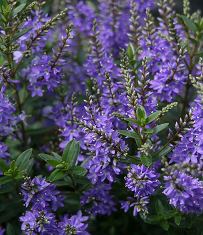 SHRUBHebeGardenBeautyBlueLARGE