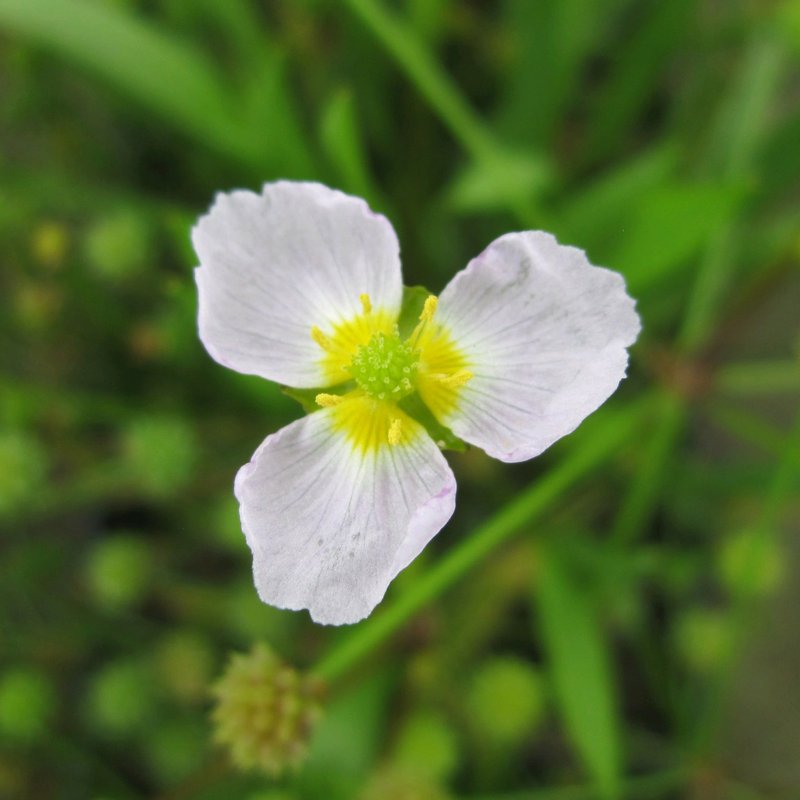 Baldellia ranunculoides Flower