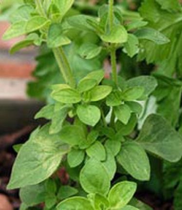 HERBOREGANOCOMMONLARGE