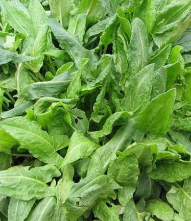 HERBSORRELBROADLEAVEDLARGE