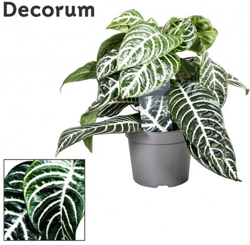 HOUSE Aphelandra squarrosa - 357944