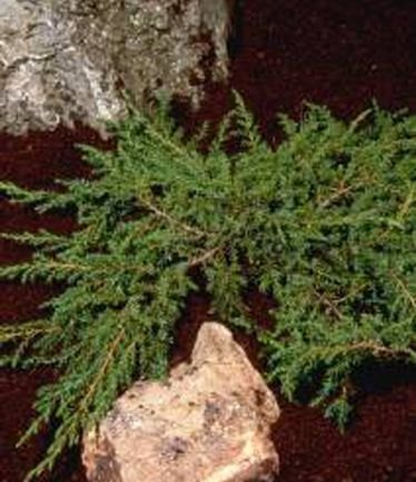 CONIFERJUNIPERUSGREENCARPETLARGE