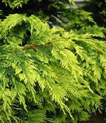 CONIFERCUPRESSUSCASTLEWELLENLARGE