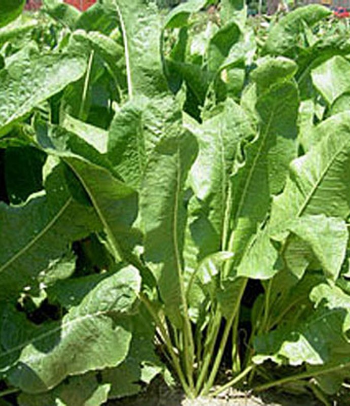 HERBHorseradishLARGE