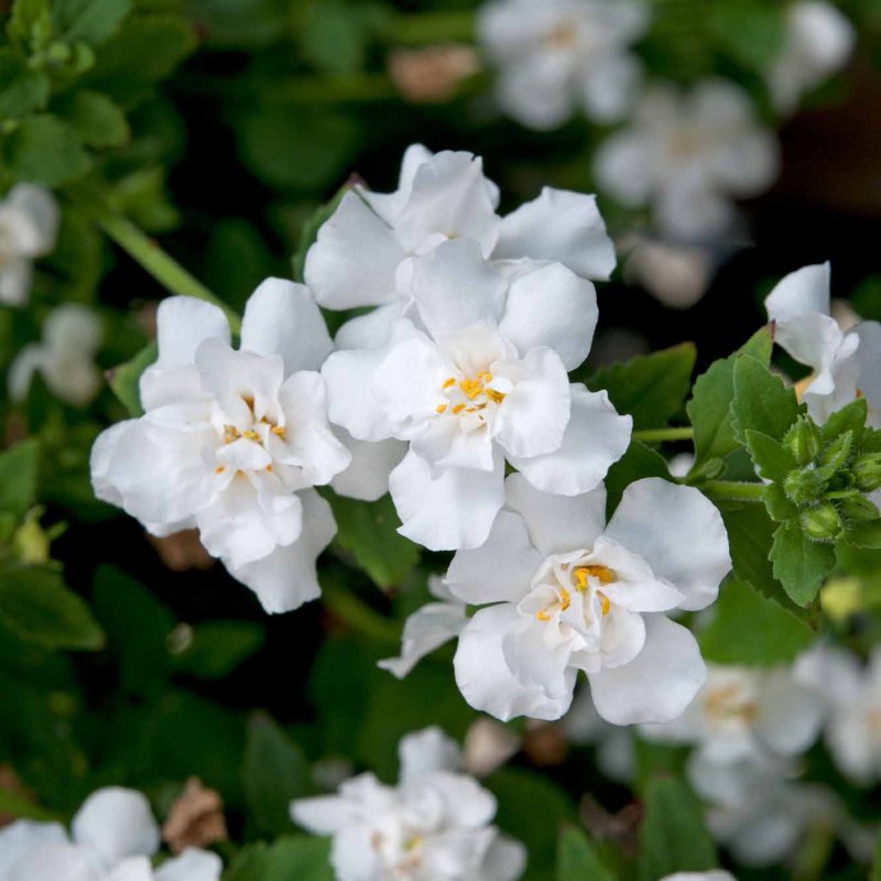 BEDDSUMM Bacopa Scopia Double Snowball 01