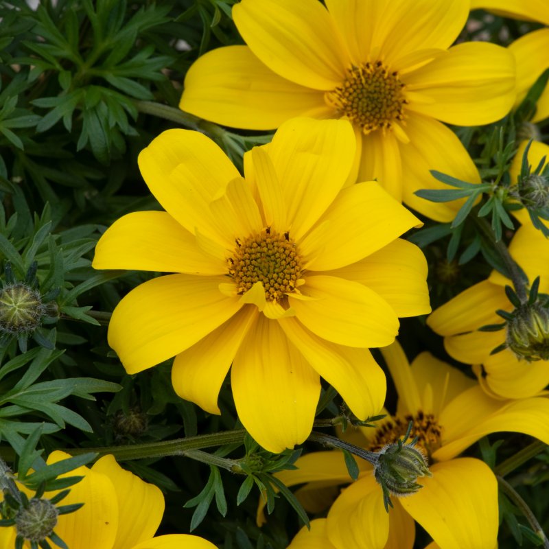 BEDD_Bidens Sixbi Gold 01