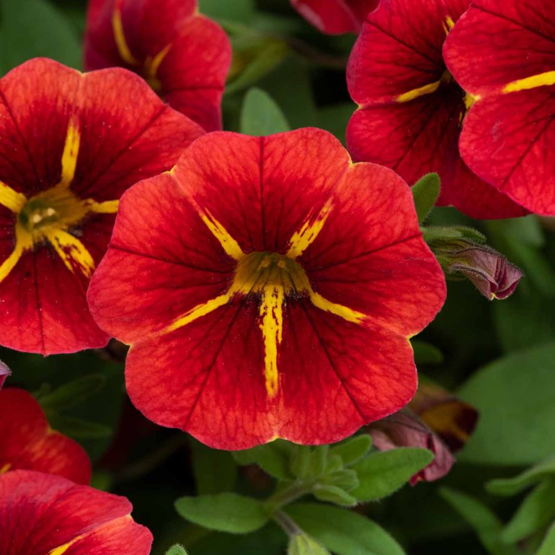 BEDDSUMM Calibrachoa Cabaret Special Red Kiss 01