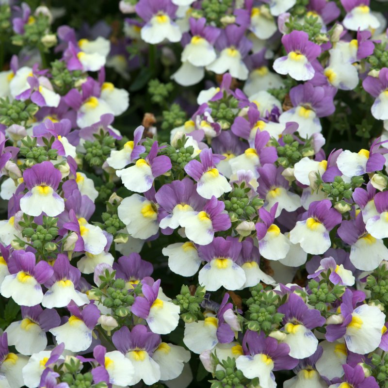 BEDD_Nemesia Lady Kate 01