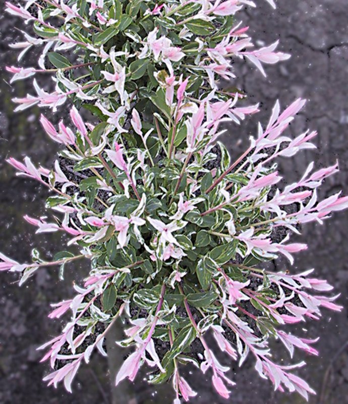 SalixFlamingo