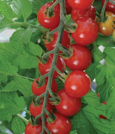 VEGTOMATOSWEETAPPERITIFLARGE