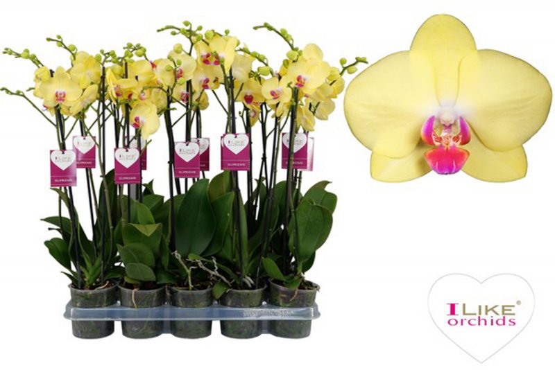 HOUSE Phalaenopsis Miraflore 2t 16+334398