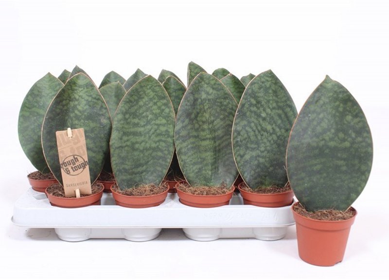 HOUSE Sansevieria trif Victoria 428303