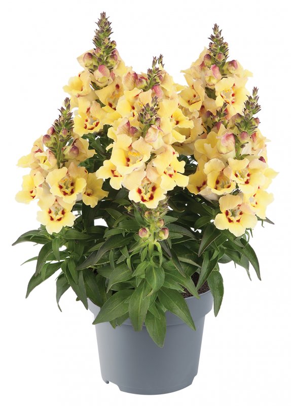 BEDD_Antirrhinum Antirinca Yellow Maroon 02 FL