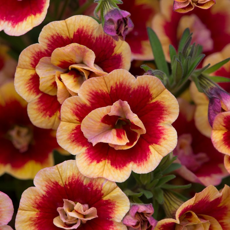 BEDD_Calibrachoa Can Can Double Orange Tastic 01