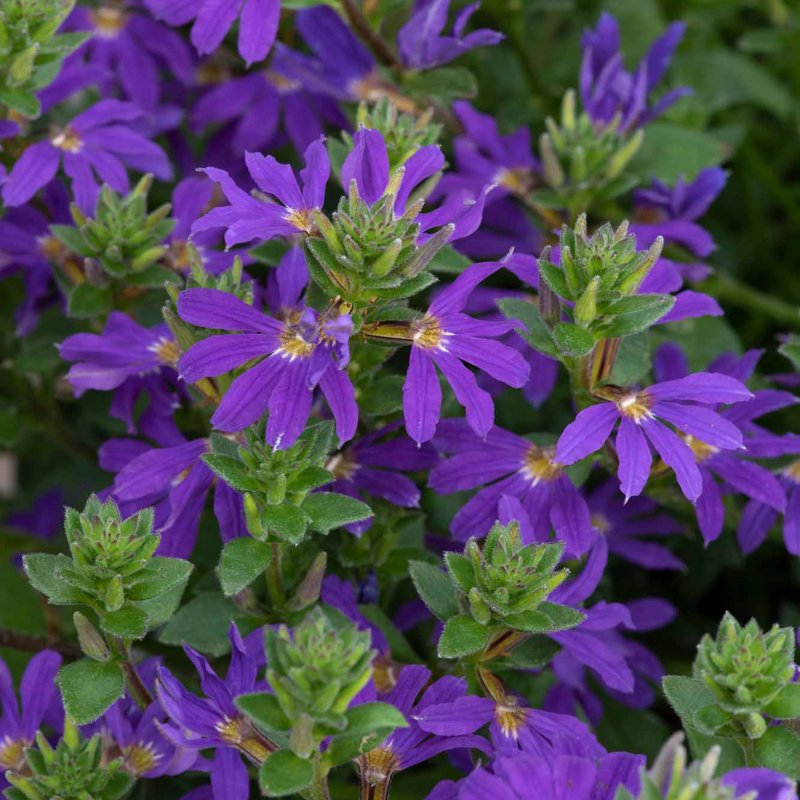 BEDDSUMM Scaevola Surdiva Deep Violet Blue 01