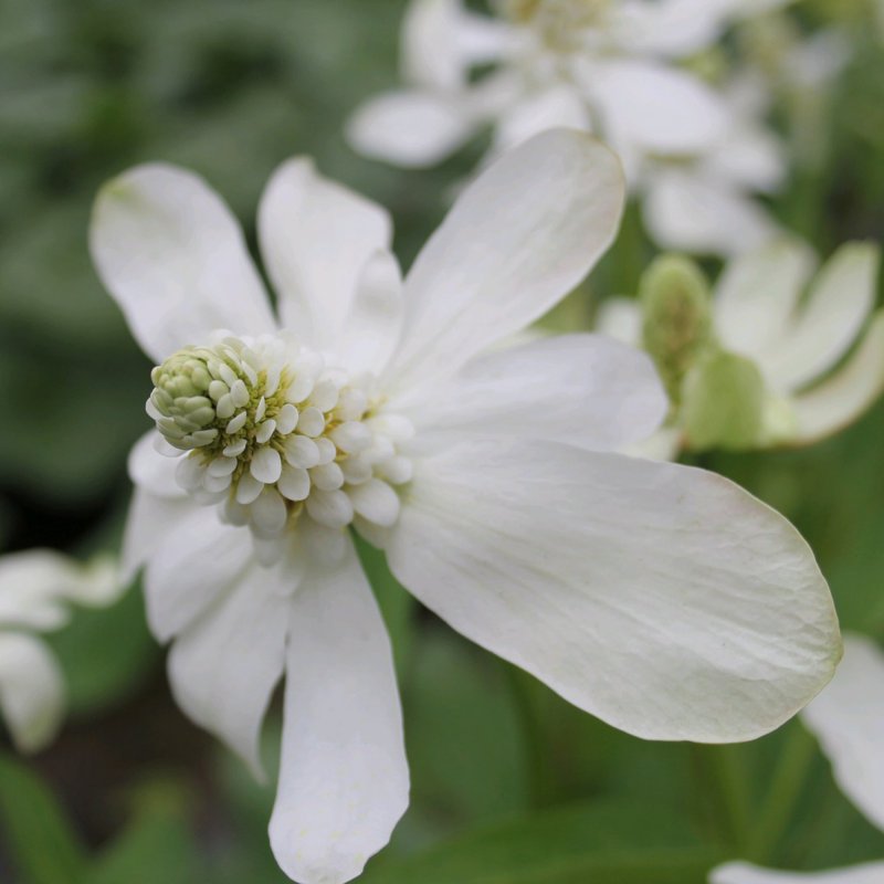 Anemopsis californicum