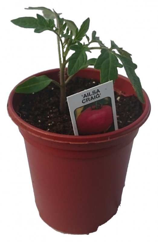 VEGTomatoAilsaCraig