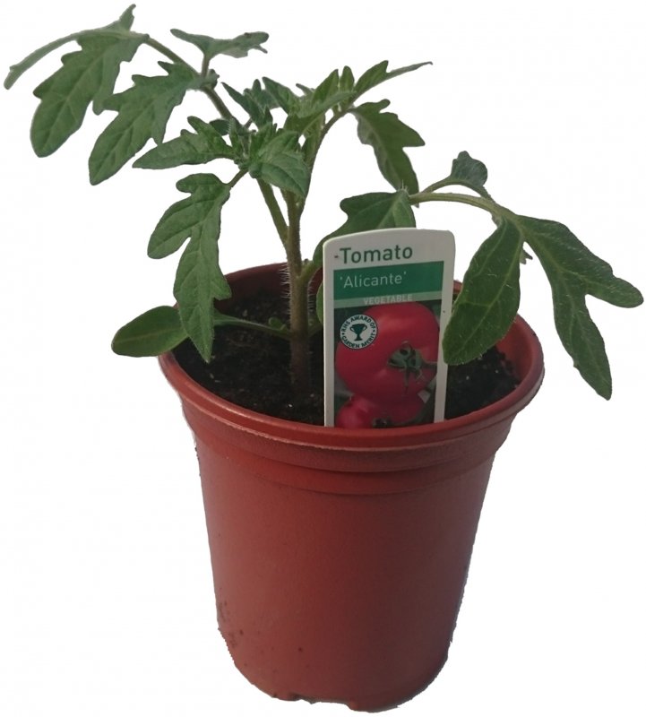 VEGTomatoAlicante