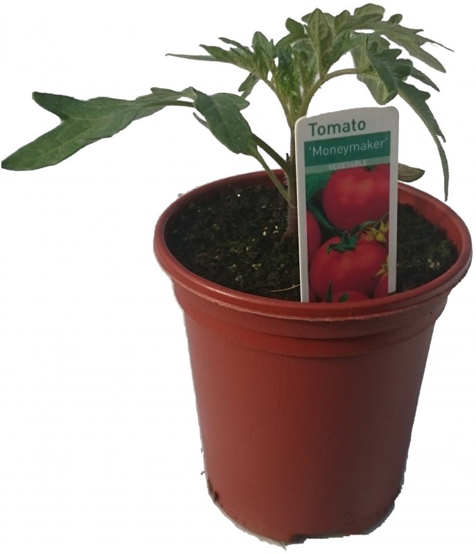 VEGTomatoMoneyMaker