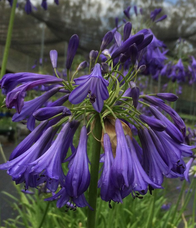 PERAgapanthusPurpleCloud